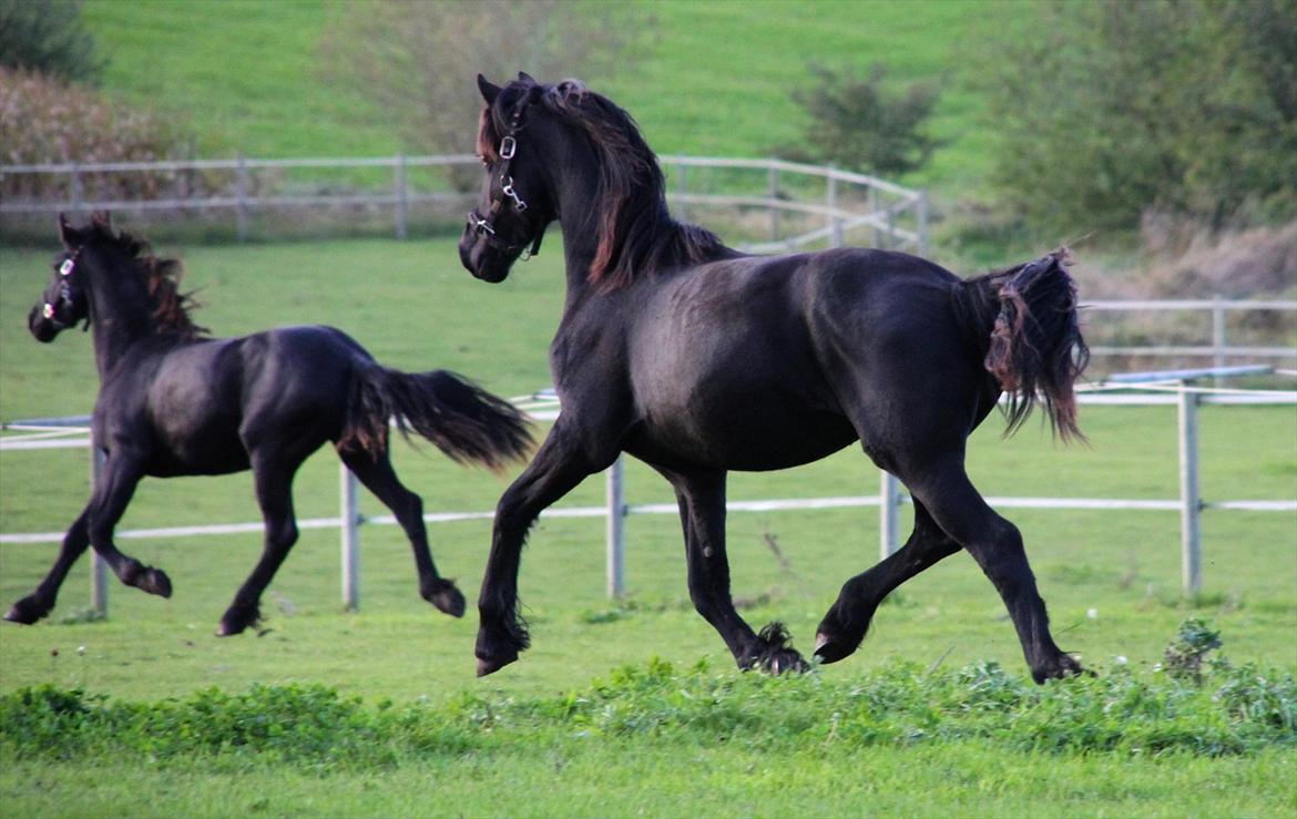 Frieser Sari The Black Baroness billede 12