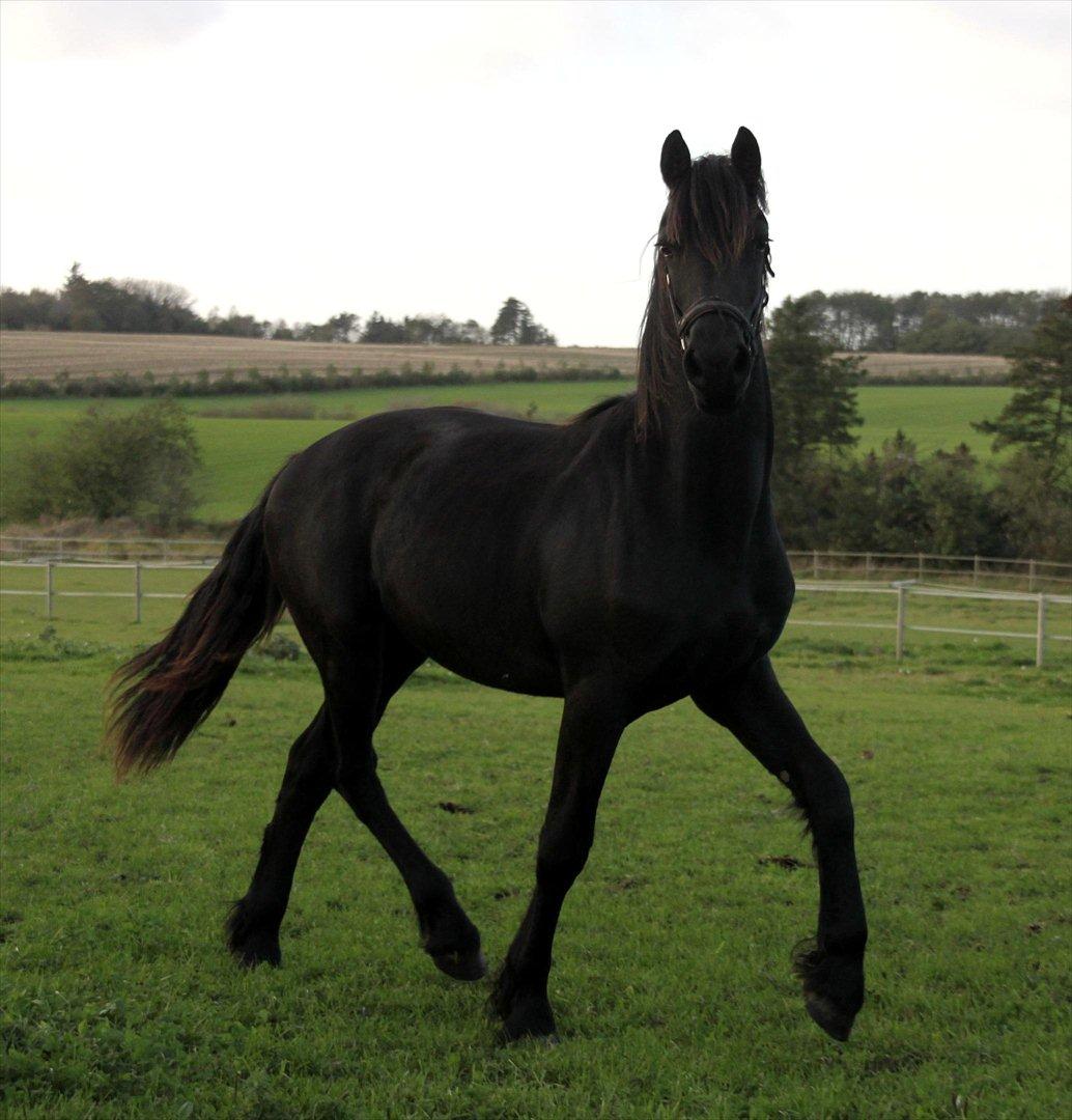 Frieser Sari The Black Baroness billede 14