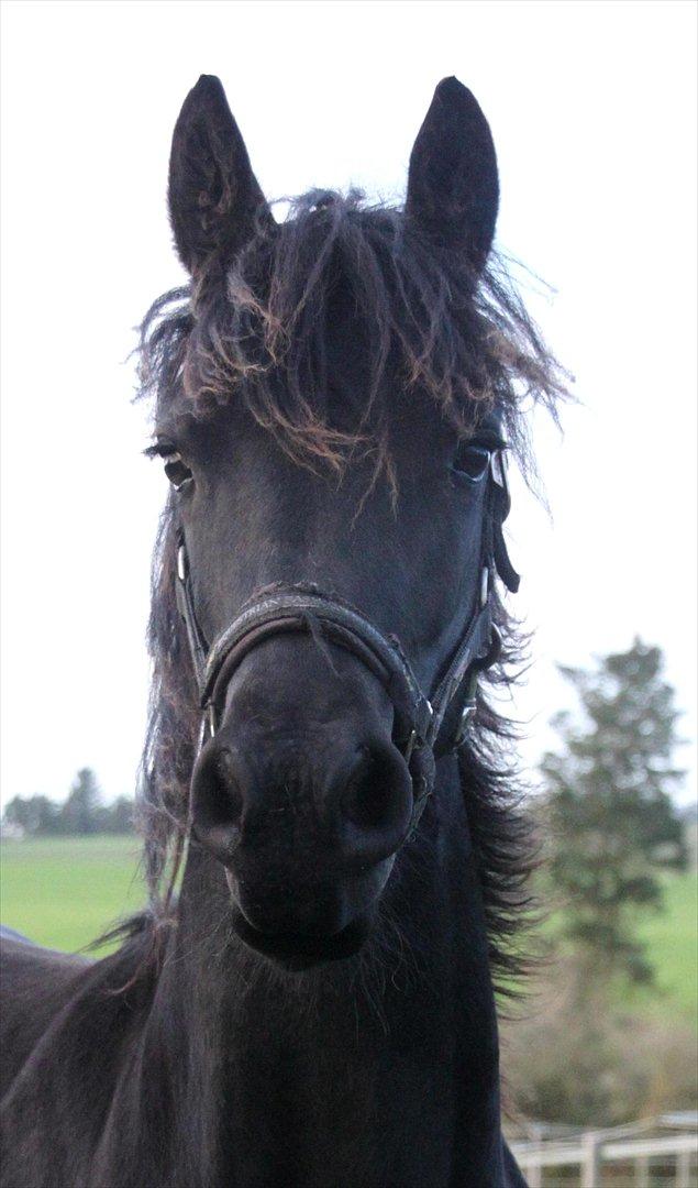 Frieser Sari The Black Baroness billede 15