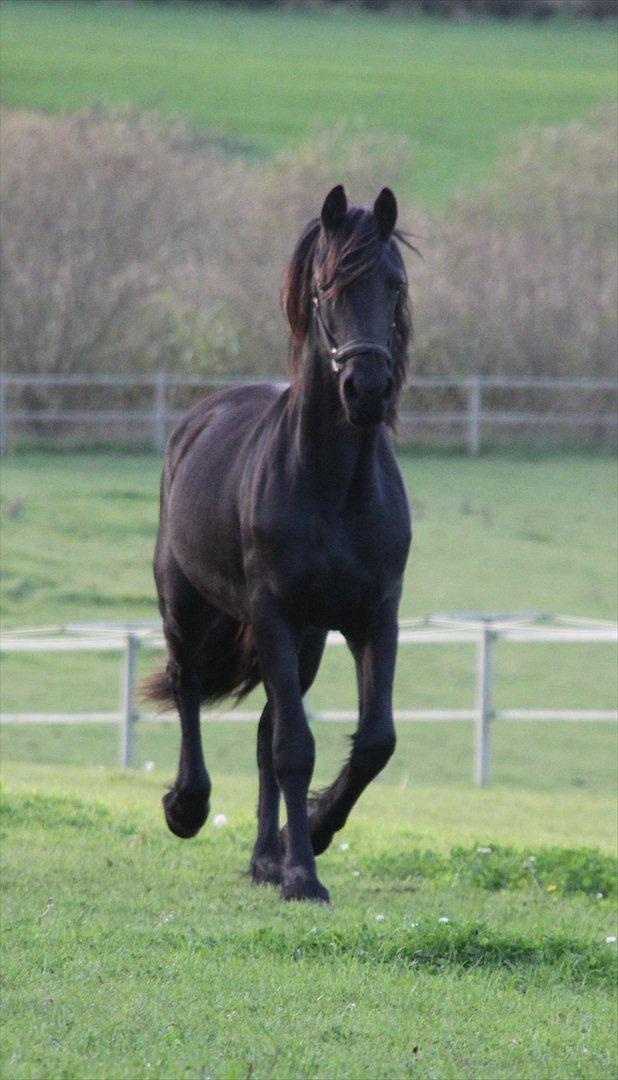 Frieser Sari The Black Baroness billede 16