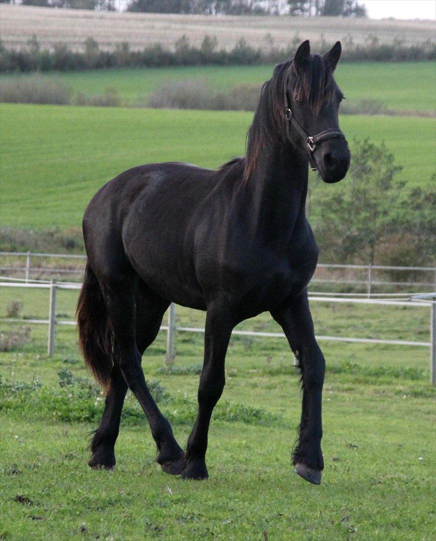 Frieser Sari The Black Baroness billede 18