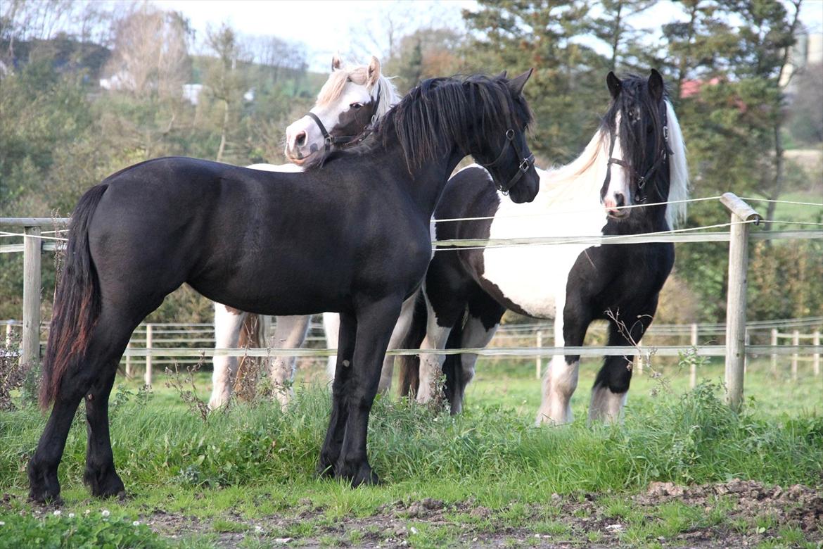 Frieser Sari The Black Baroness - Hilser lige på de andre damer! :) billede 20