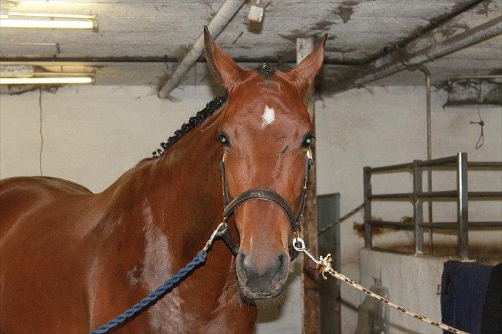 Dansk Varmblod Cato - ... stævneklar billede 12