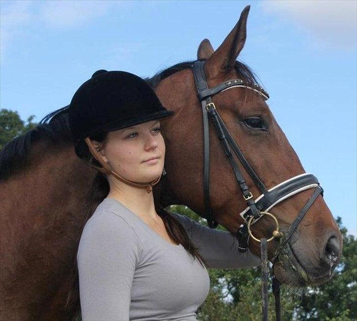 Dansk Varmblod Cato billede 13