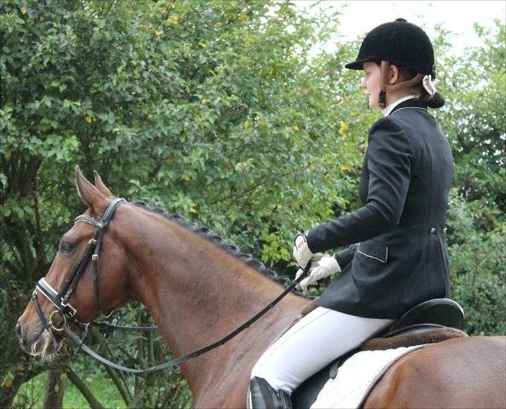 Dansk Varmblod Cato billede 14