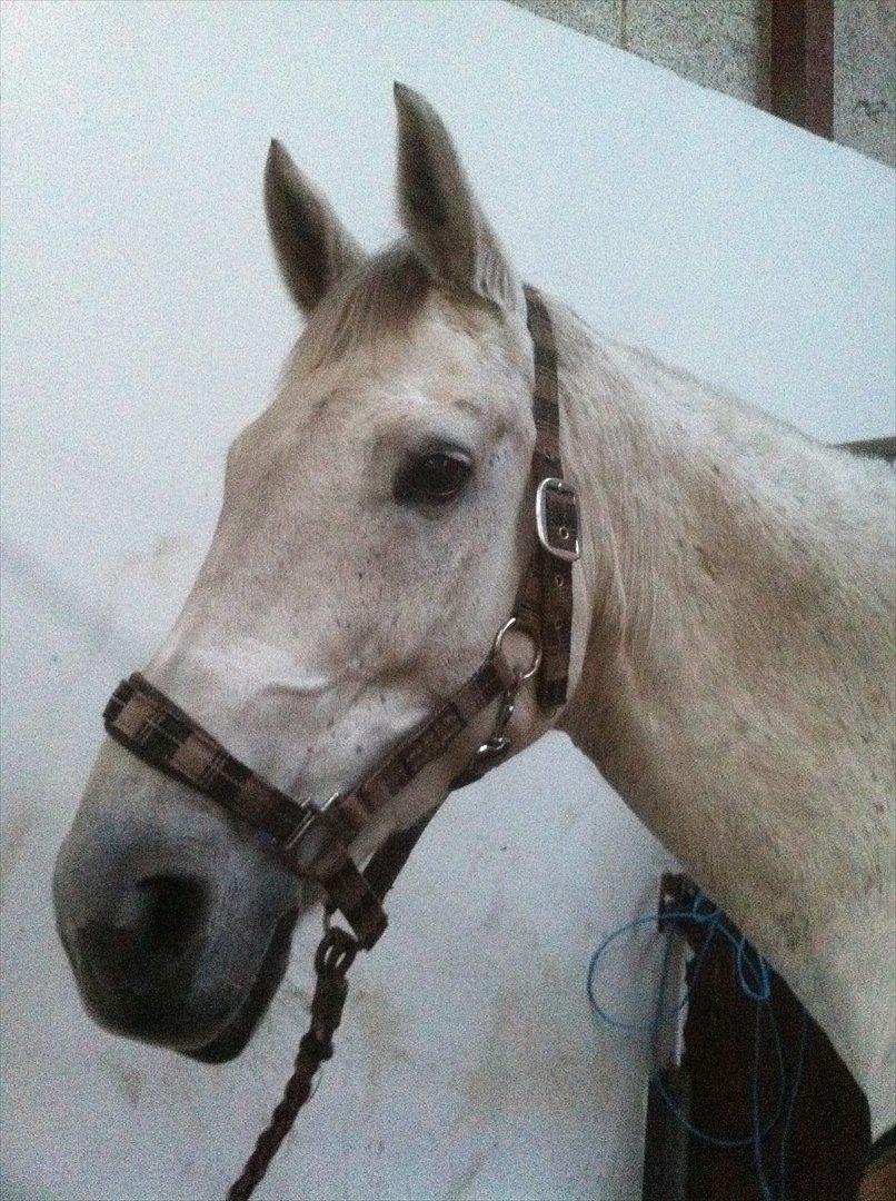 Dansk Varmblod Tica - I stalden efter en ridetime. billede 9