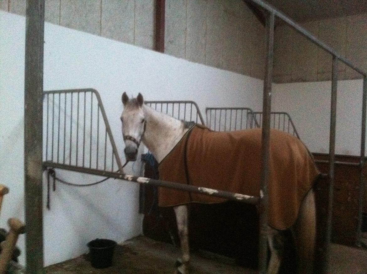 Dansk Varmblod Tica - I stalden efter en ridetime. billede 8