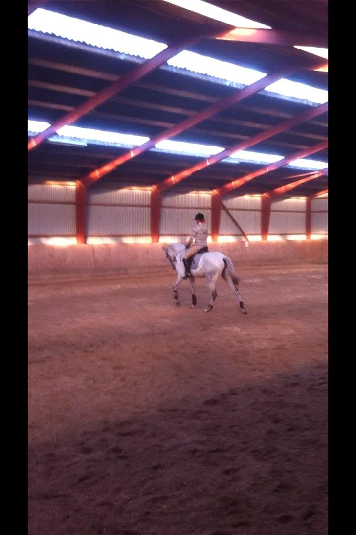 Dansk Varmblod Tica - Vores tredje ridetime sammen. billede 19