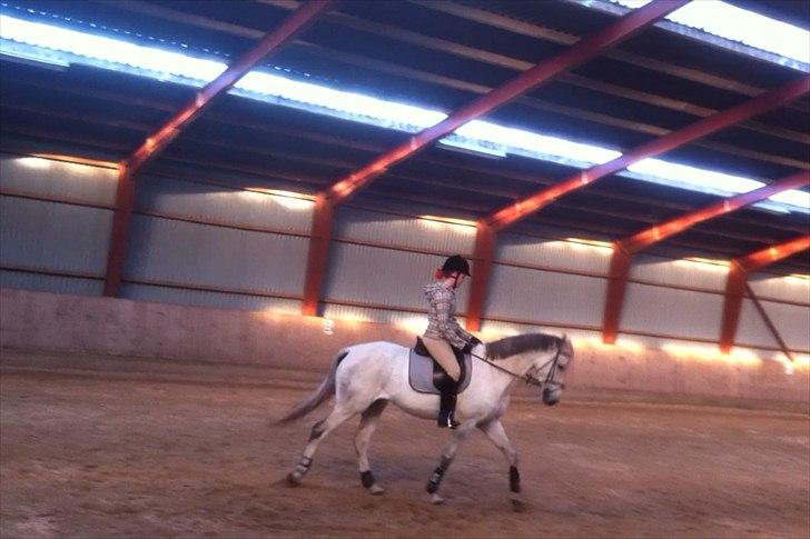 Dansk Varmblod Tica - Vores tredje ridetime sammen. billede 20