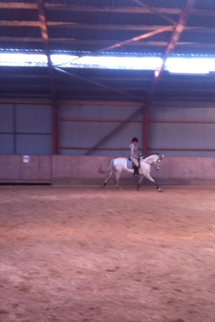 Dansk Varmblod Tica - Vores tredje ridetime sammen. billede 10