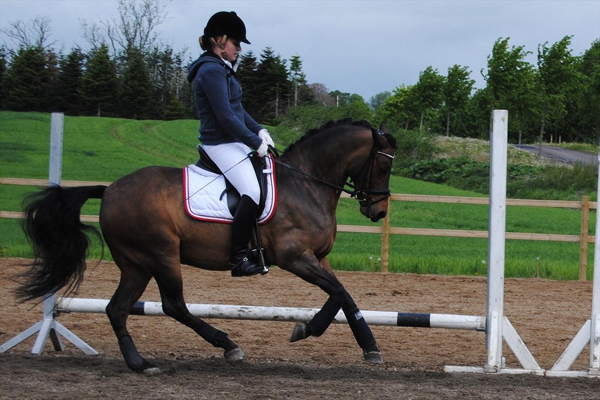 Welsh Cob (sec D) Bjerregårds Casanova  billede 13