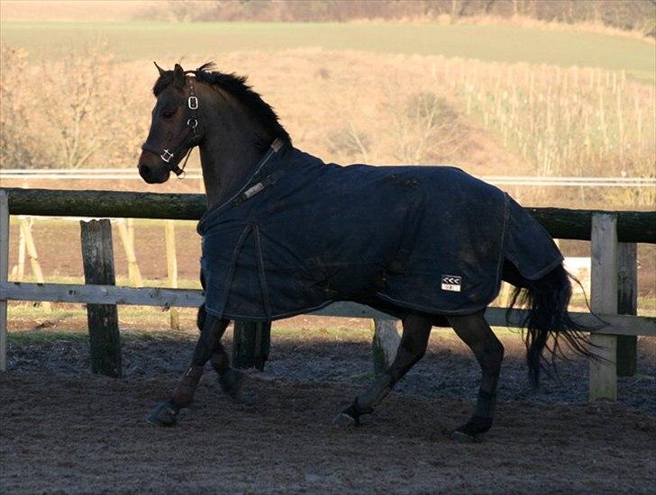 Welsh Cob (sec D) Bjerregårds Casanova  billede 14