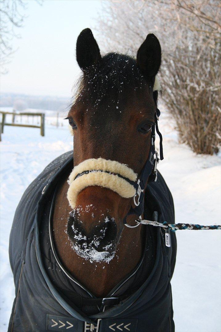 Welsh Cob (sec D) Bjerregårds Casanova  billede 15