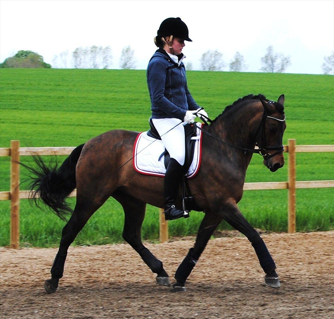 Welsh Cob (sec D) Bjerregårds Casanova  billede 16