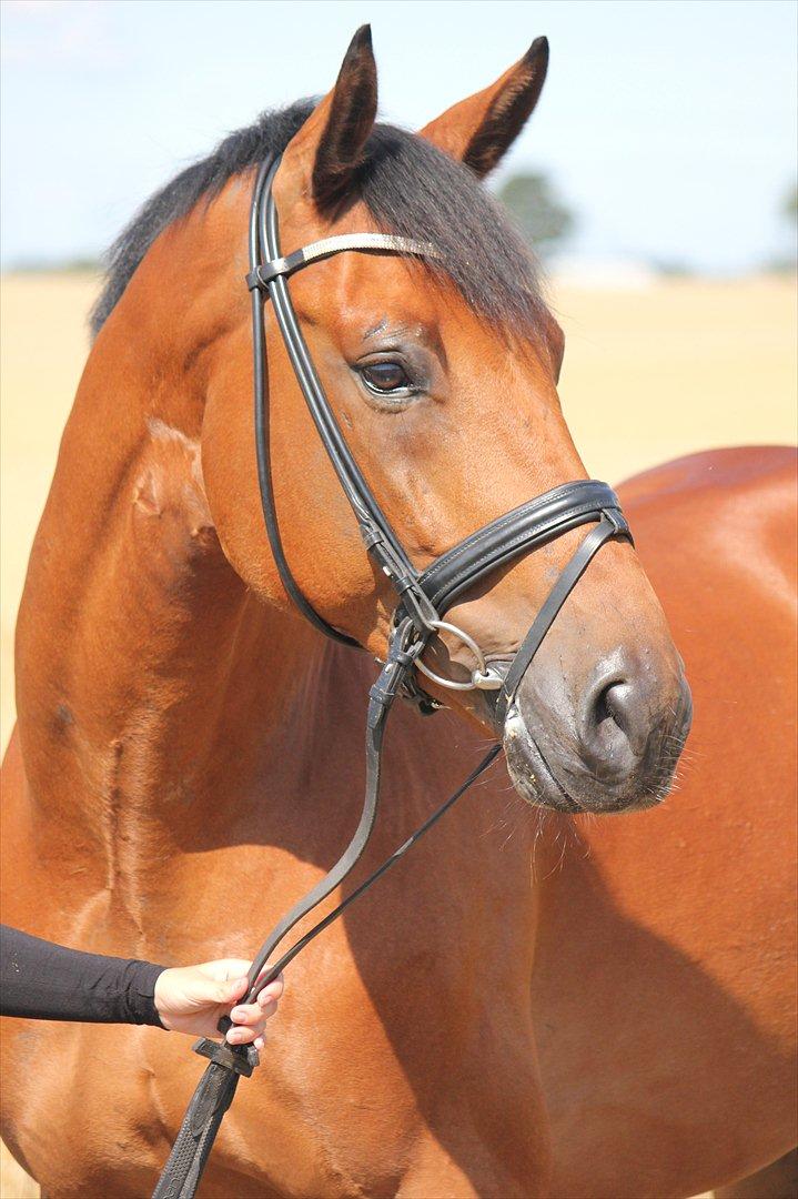 Holstener Life Star - Fotograf: Mie Winding.  billede 1