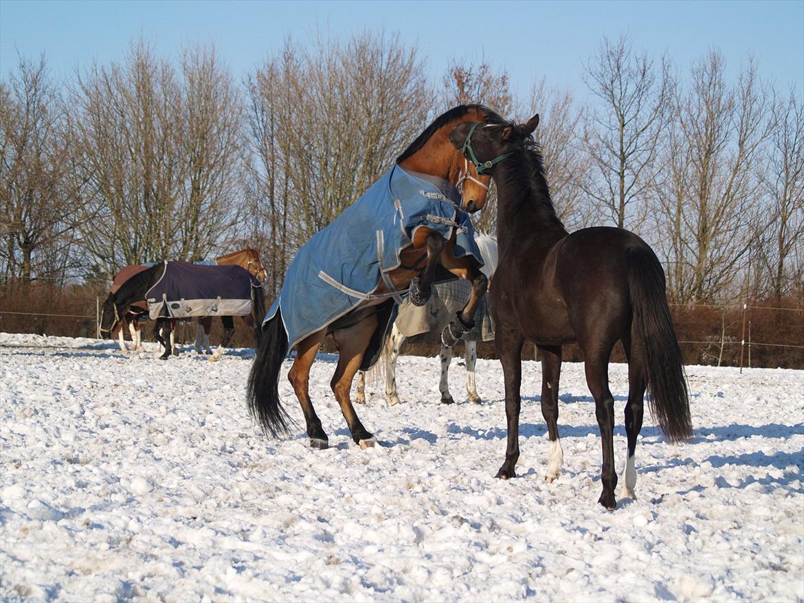 Holstener Life Star - Fotograf: Mie Winding.  billede 2