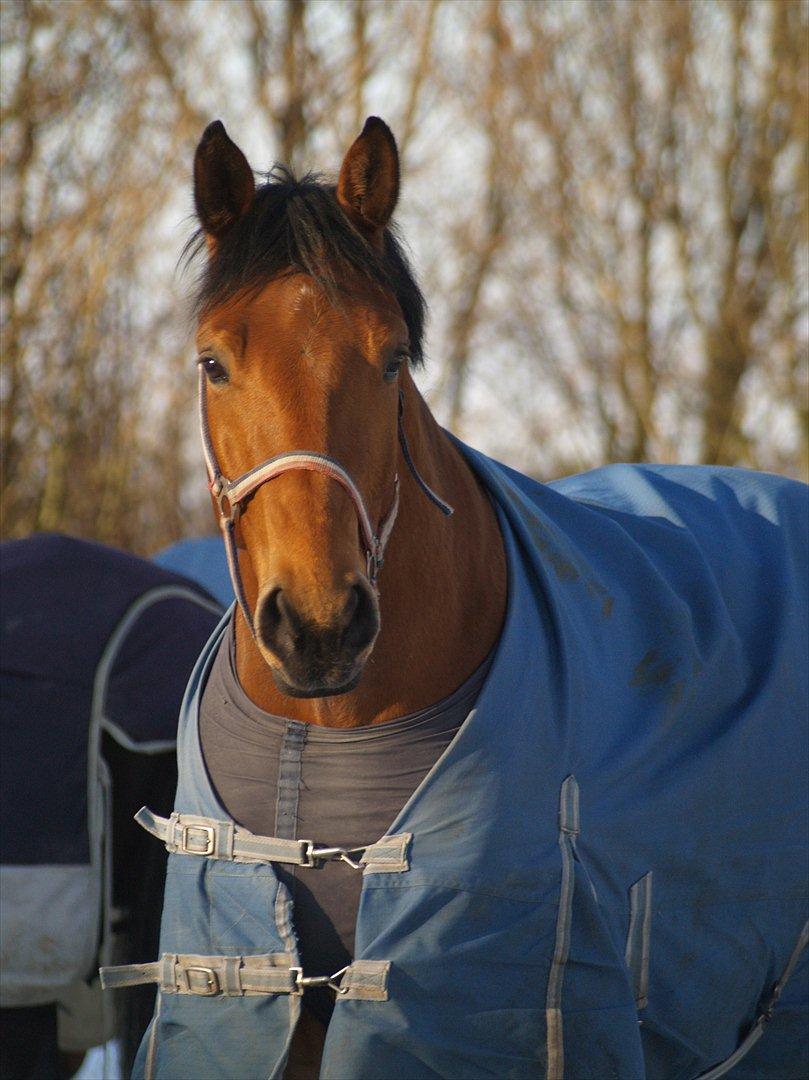 Holstener Life Star - Fotograf: Mie Winding.  billede 3