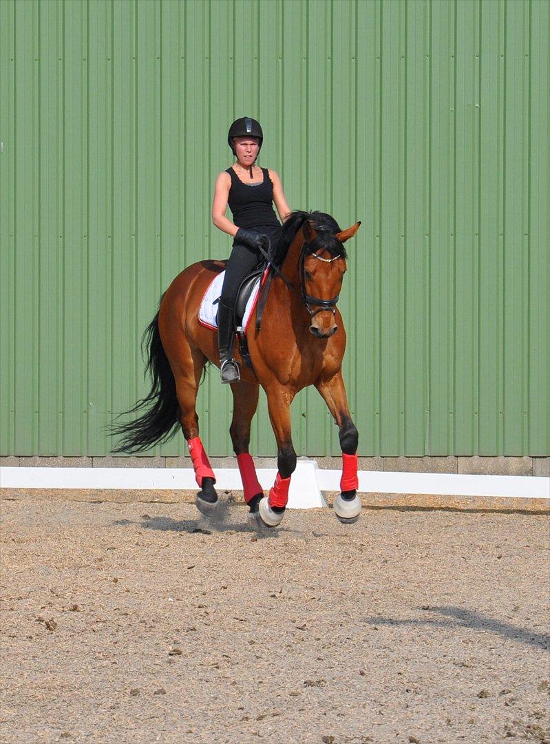 Holstener Life Star billede 4