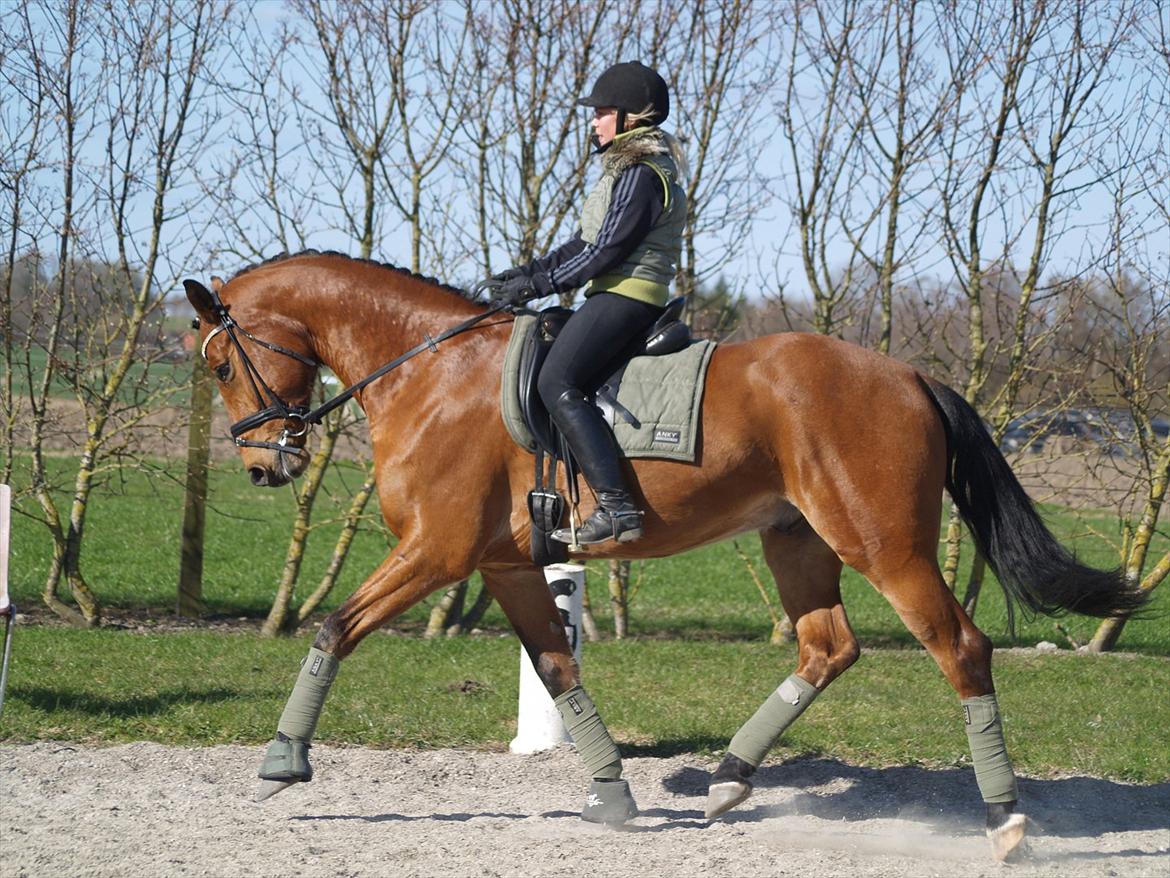 Holstener Life Star - Sommer 2010.
Fotograf: Mie Winding.  billede 5