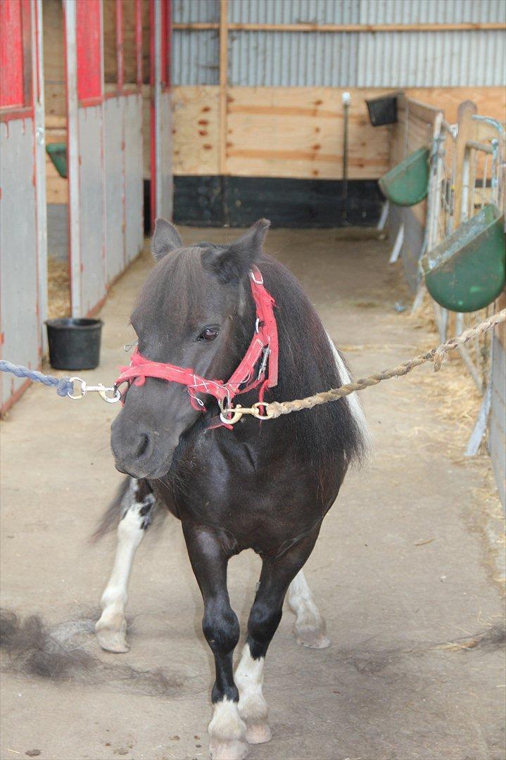 Shetlænder Stjernens Fanny billede 2