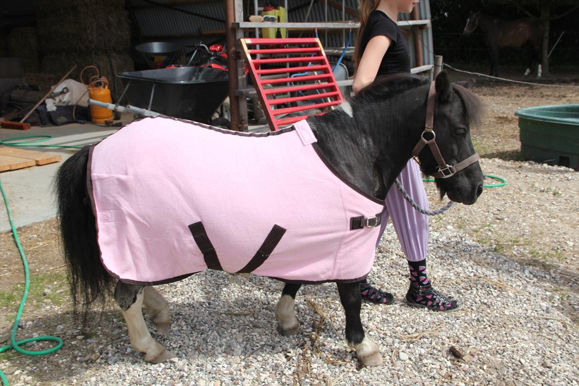 Shetlænder Stjernens Fanny billede 5