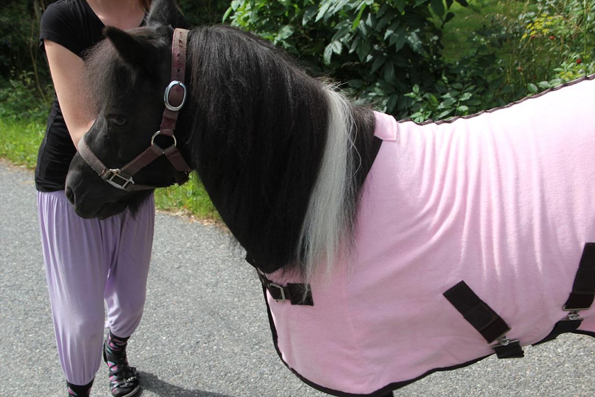 Shetlænder Stjernens Fanny billede 3