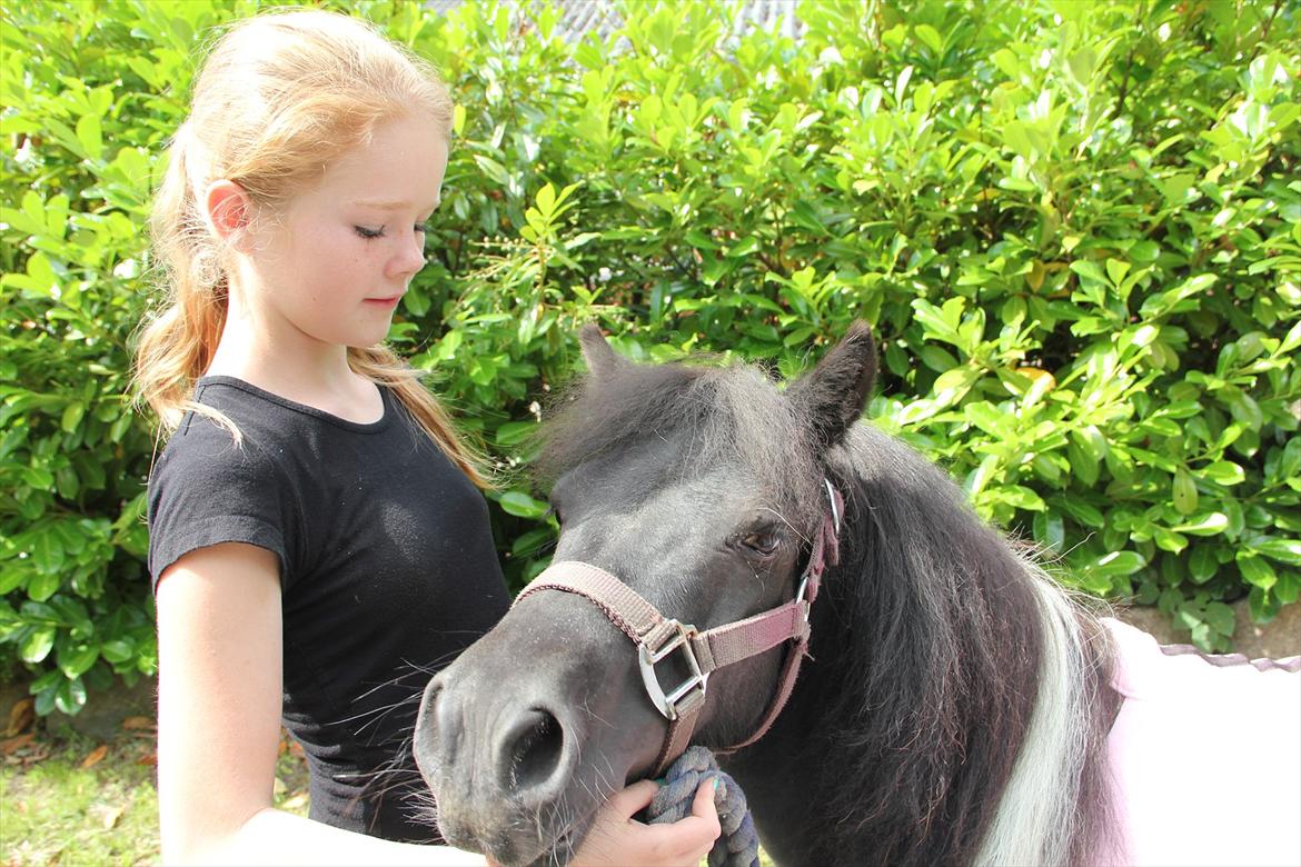 Shetlænder Stjernens Fanny billede 1