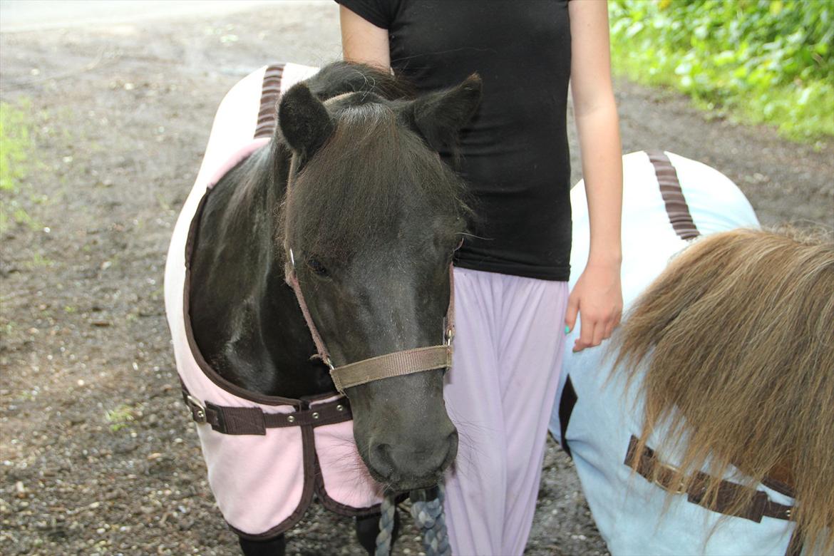 Shetlænder Stjernens Fanny billede 7