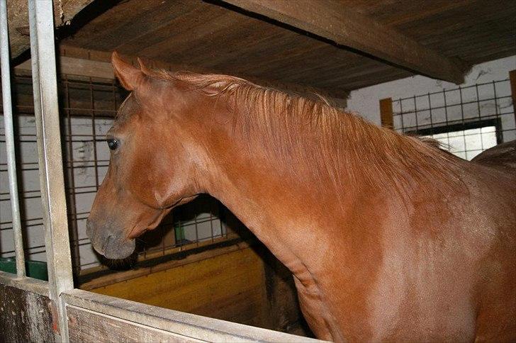 Arabisk fuldblod (OX) Zusette Isa billede 13