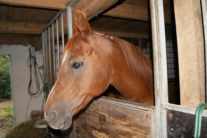 Arabisk fuldblod (OX) Zusette Isa - Hvor er du smuk min skat billede 18