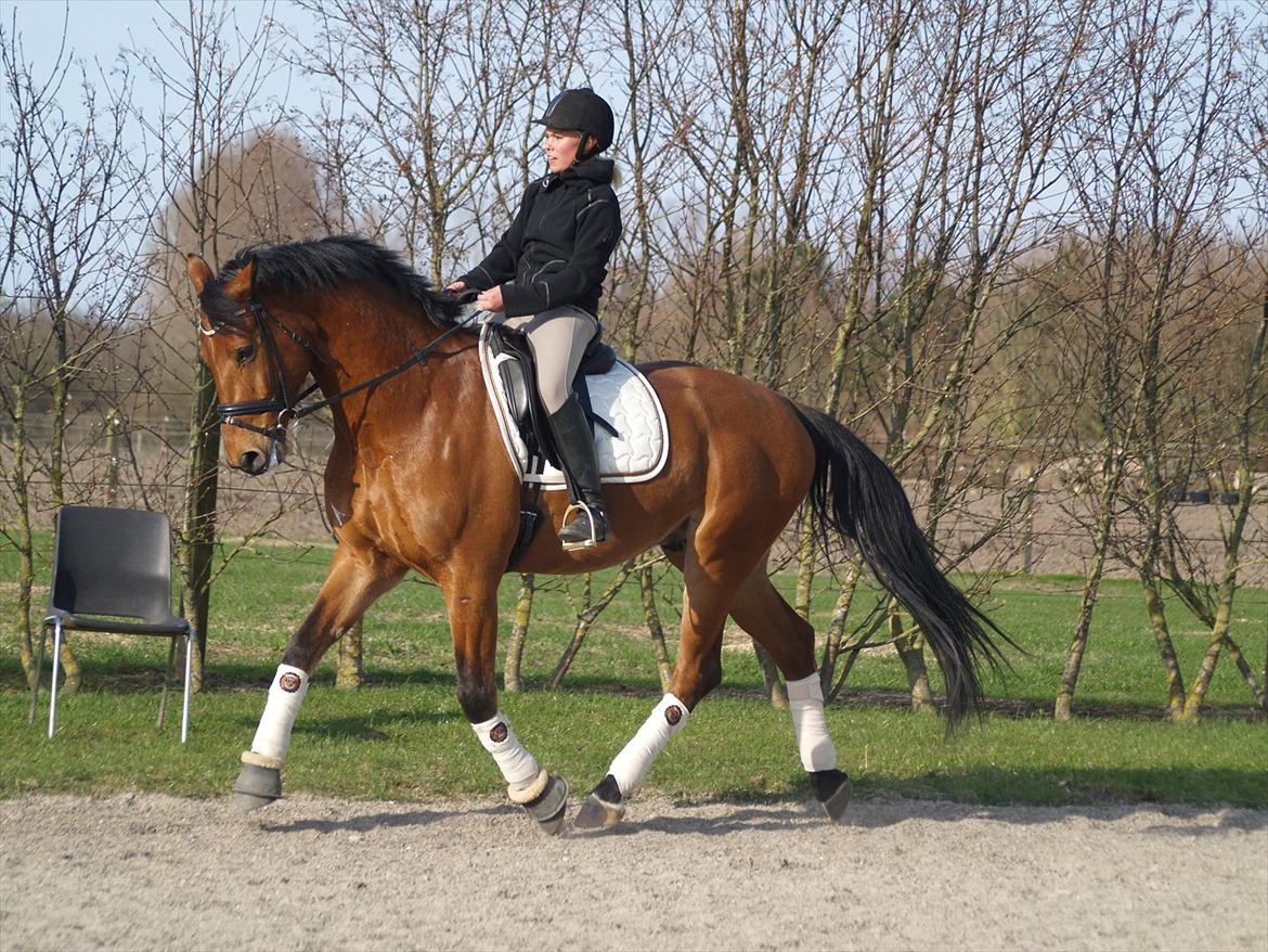 Holstener Life Star - 1½ år gammelt.
Fotograf: Mie Winding.  billede 9