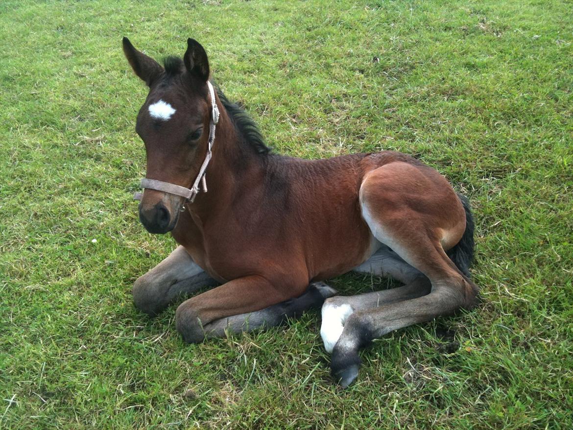Anden særlig race Magic Sensation (Maggie) - Maggie slapper af på marken billede 1