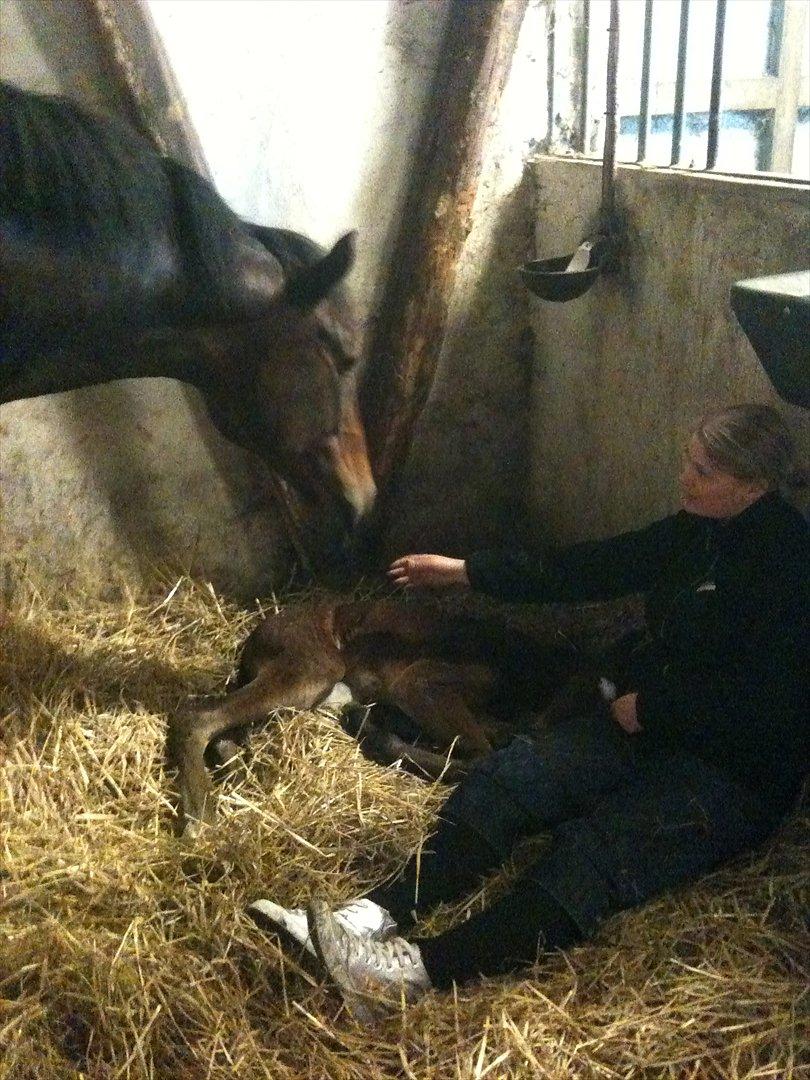 Anden særlig race Magic Sensation (Maggie) - Mine to dejlige piger og jeg billede 3