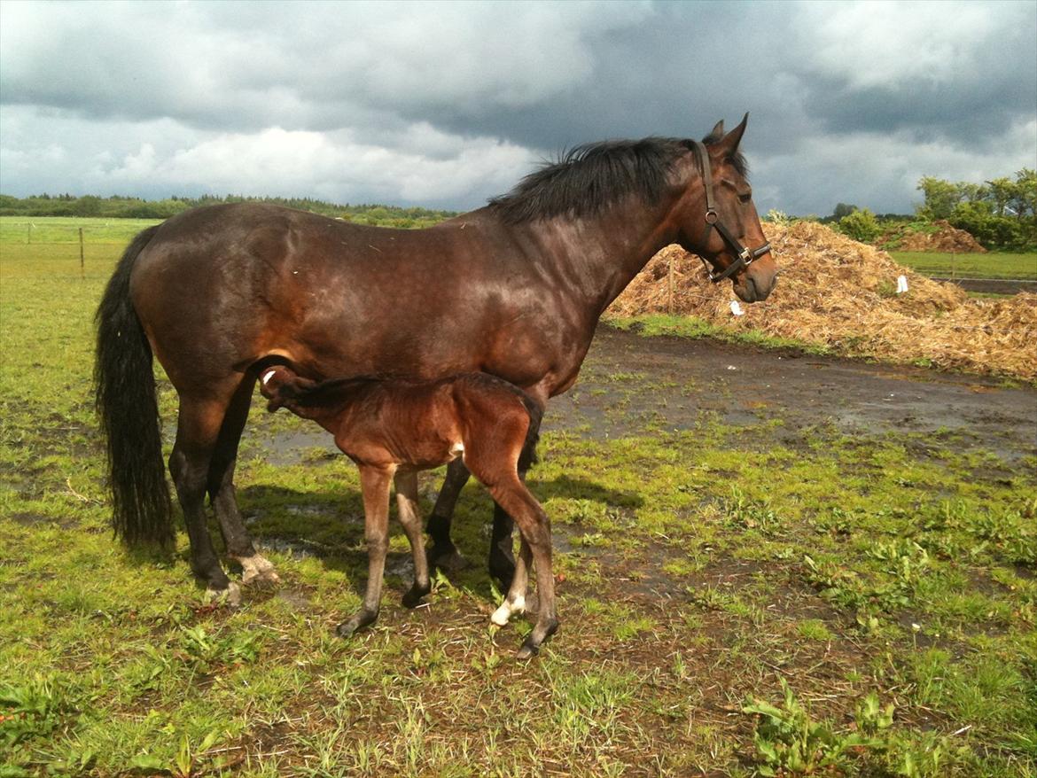 Anden særlig race Magic Sensation (Maggie) - Nyder solen billede 4