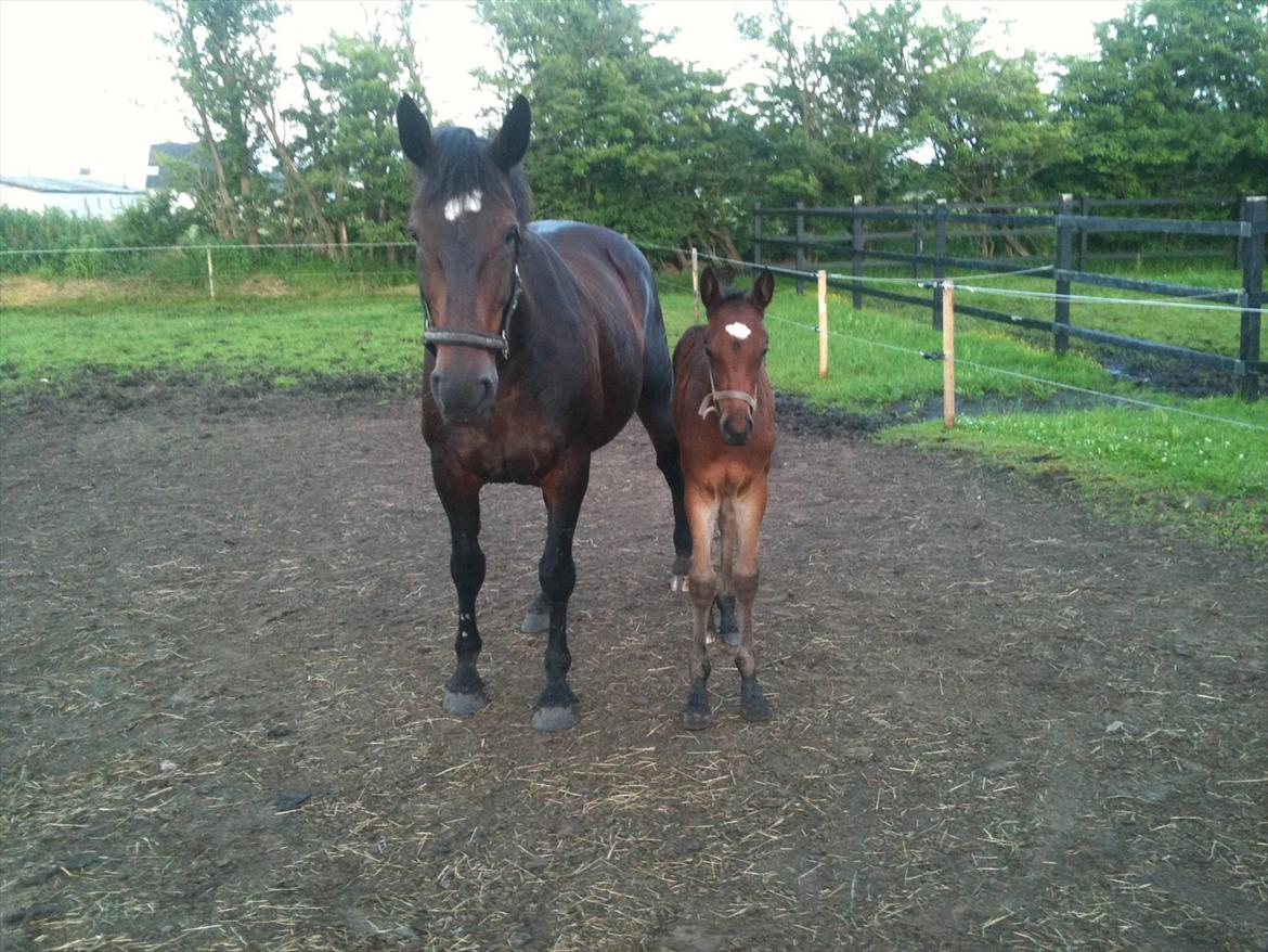 Anden særlig race Magic Sensation (Maggie) - som to dråber vand.... billede 6