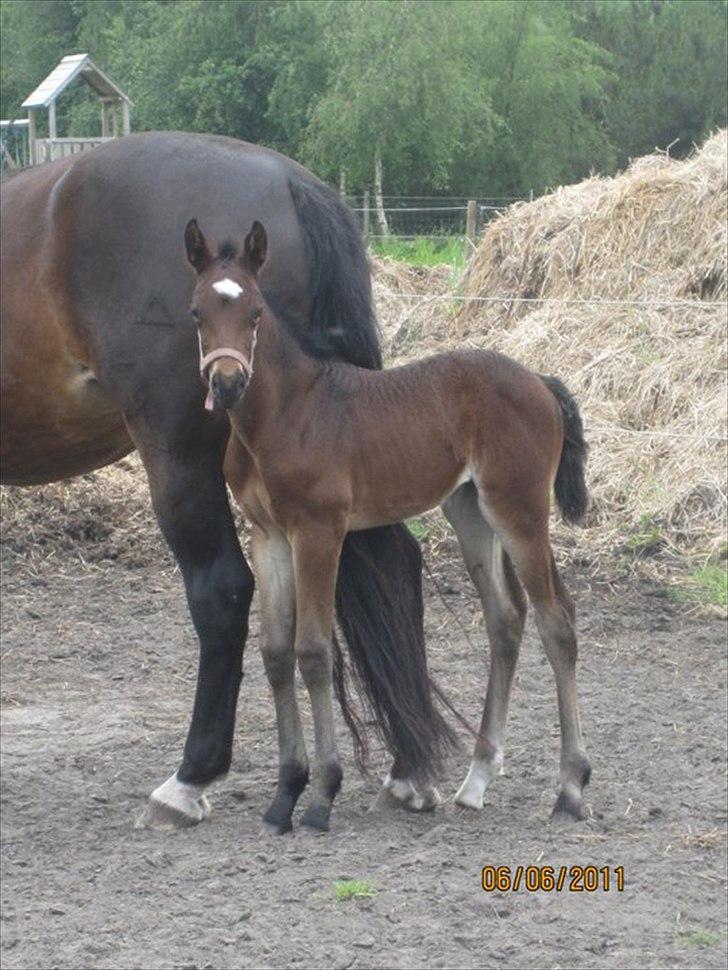 Anden særlig race Magic Sensation (Maggie) - Er jeg lige lækker eller hvad? billede 7