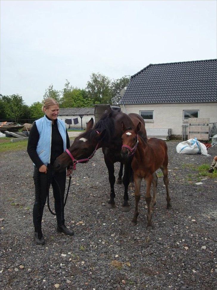 Anden særlig race Magic Sensation (Maggie) - Plejer der ikke være hestebolcher i den der lomme billede 10
