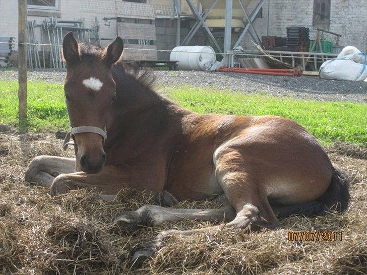 Anden særlig race Magic Sensation (Maggie) - Er bare træt billede 11
