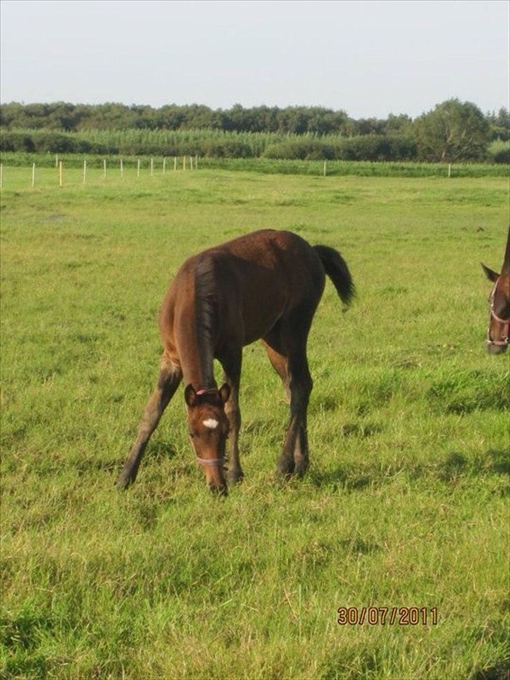 Anden særlig race Magic Sensation (Maggie) - Mmmmm det der grønne noget er nu meget godt billede 12