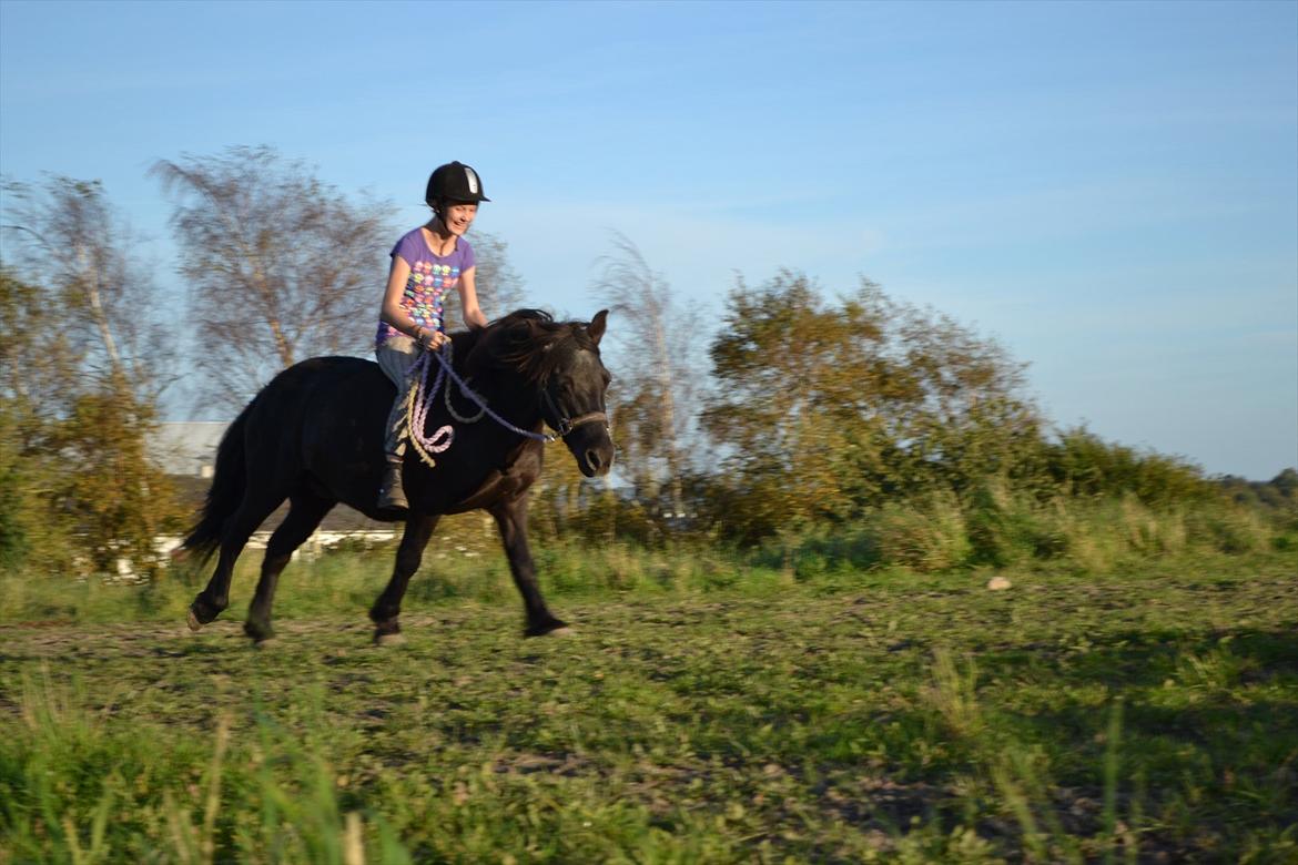 Anden særlig race Bonus billede 1