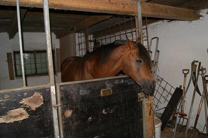 Arabisk fuldblod (OX) Seral billede 12