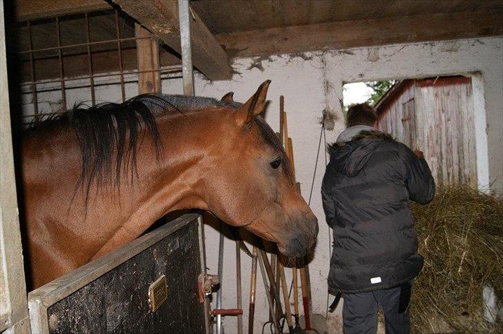 Arabisk fuldblod (OX) Seral - Hvorfor får jeg ikke noget wrap det kan da ikke være rigtigt billede 17