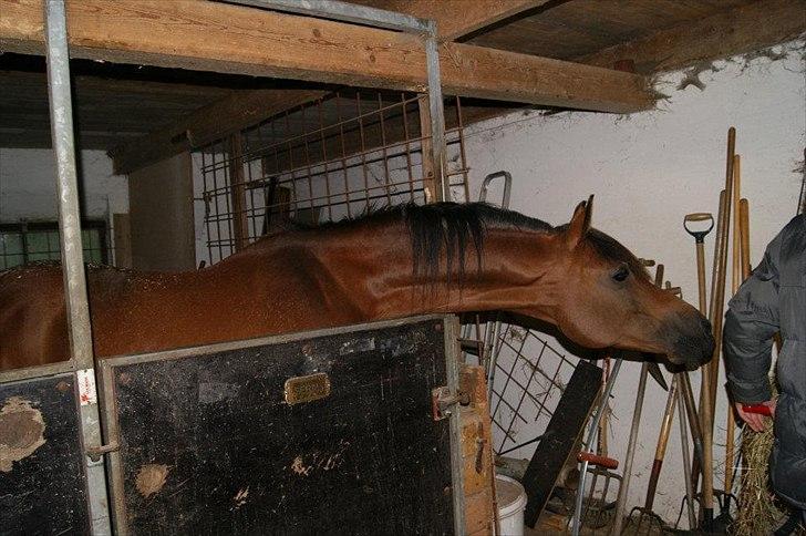 Arabisk fuldblod (OX) Seral - Er han ikke bare flot min gamle dreng billede 19
