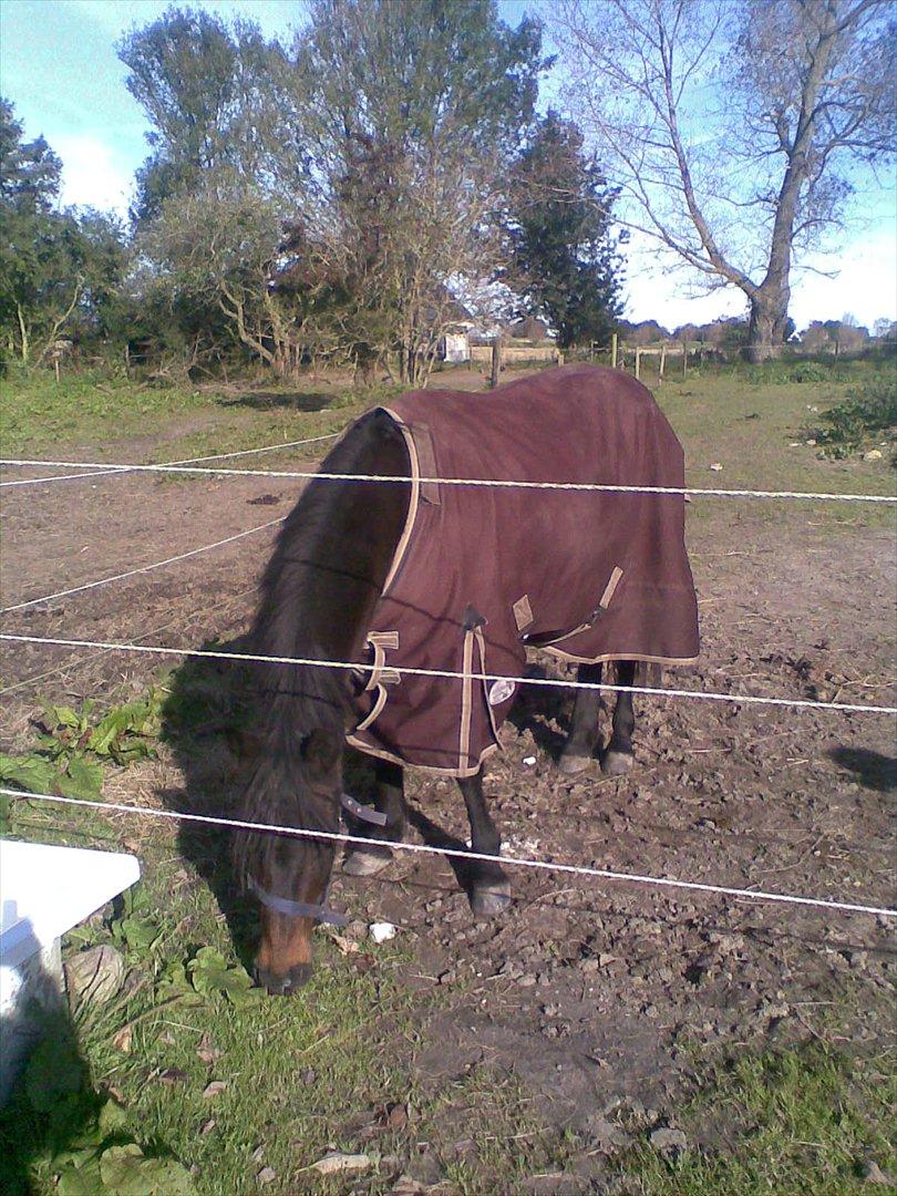 Anden særlig race Halkærhus Samara SAVNET! billede 19