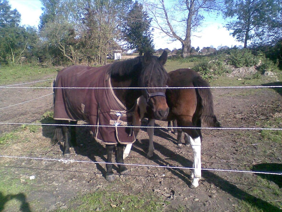 Anden særlig race Halkærhus Samara SAVNET! billede 20