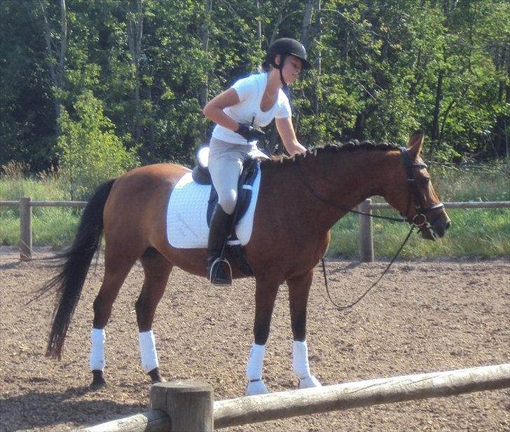 DSP Ryttergårdens nika billede 14