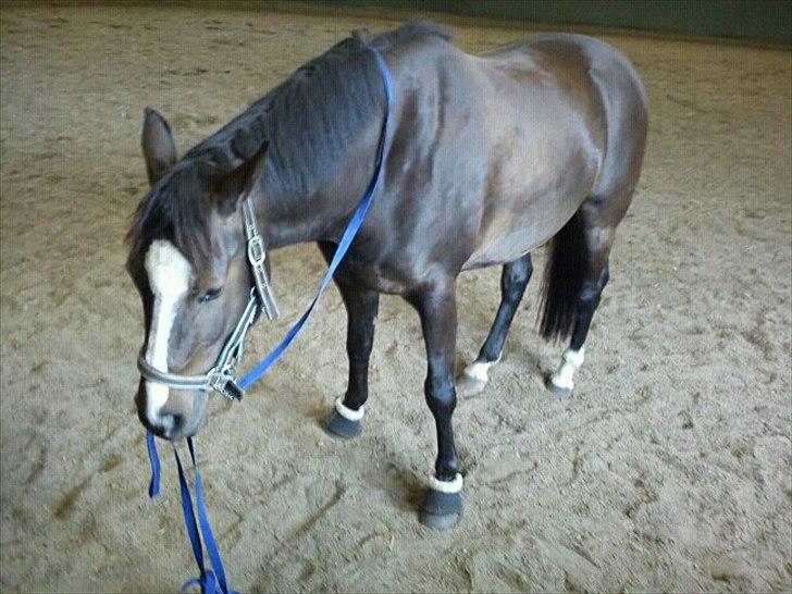 Anden særlig race Houmgaards Shakira<3. - Ind i ride hallen. billede 13