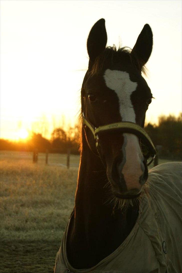 Trakehner Helmuth von hestebjerggaard - Smukke Helmuth i den meget tidlige morgensol den 14-10-2011 billede 7