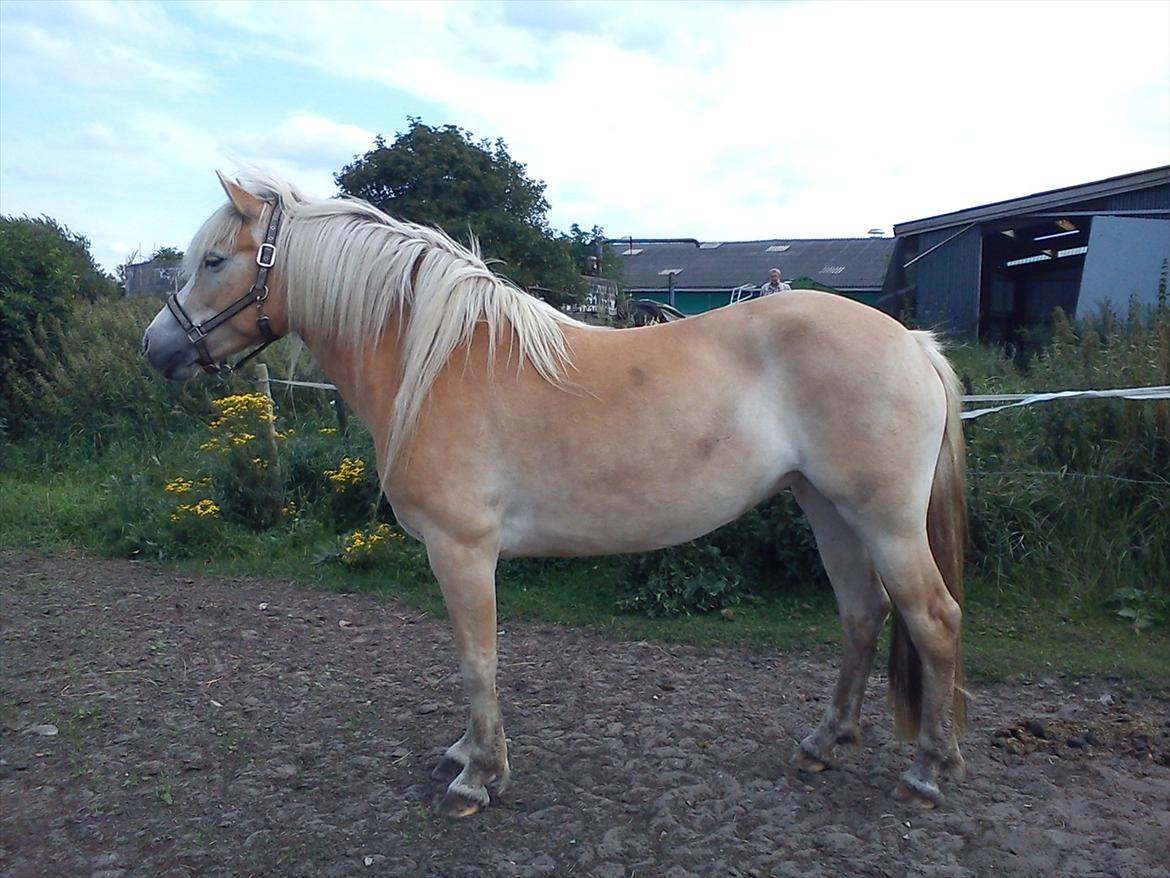 Haflinger Morgan - I fuld figur med spøjs man! billede 7