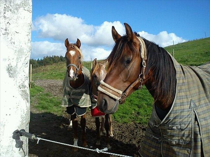 Shagya Araber (SH) Bahebec Takhises *Basse* - *SOLGT* billede 9